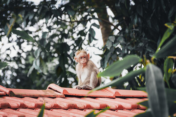 Indian monkey on a rooftop © Sumit