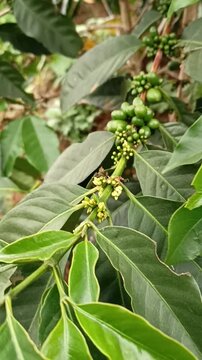 Phase one complete: From white coffee flower petals to green coffee berries, displaying the green berries era of coffee cultivation.