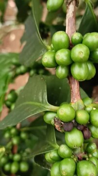 Phase one complete: From white coffee flower petals to green coffee berries, displaying the green berries era of coffee cultivation.