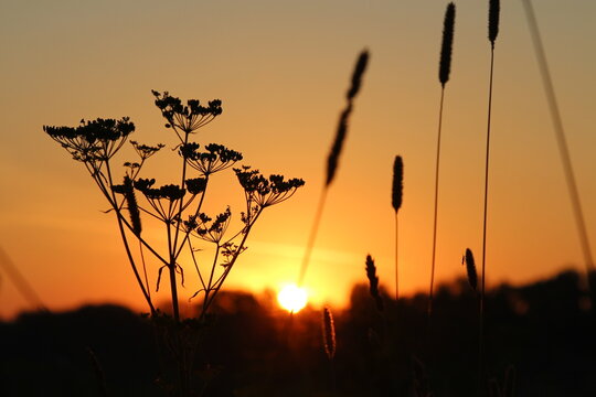 Umbel plant and grass silhouettes against an orange sunset