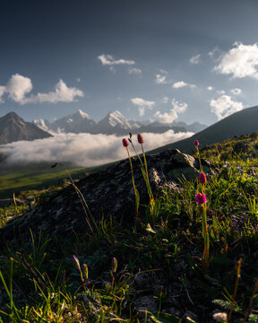 Pink wildflowers on grassy mountain slope with snow capped peaks