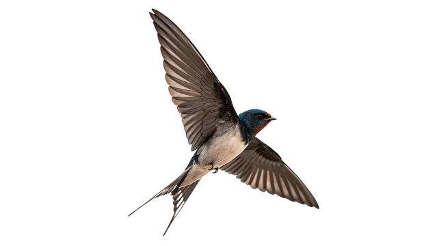 Small swift swallow bird flying in the air isolated on transparent background.