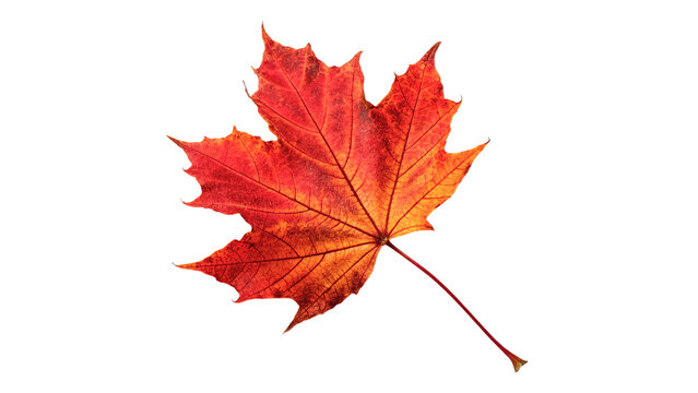 Beautiful vibrant red autumn maple leaf foliage isolated on transparent background.