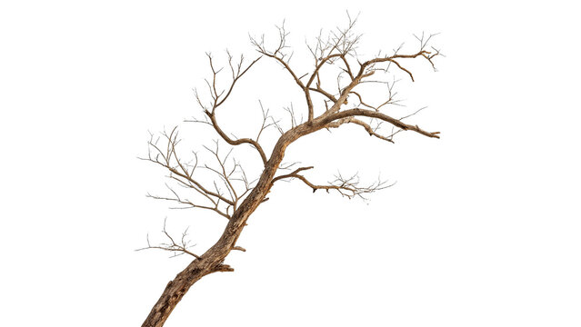 Dry bare branch of dead tree timber stick isolated on transparent background.