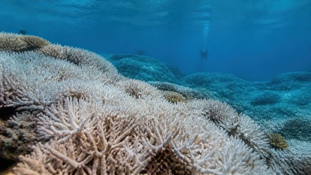 Coral bleaching beside research diver with copy space