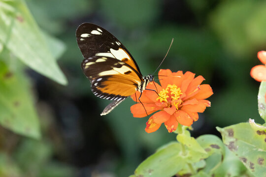 Hecale Longwing Butterfly Feeding on an Orange Zinnia