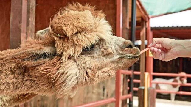 A person holds a treat in their hand while two llamas reach out to take the food. The scene takes place on a farm in a pen surrounded by wooden barriers.