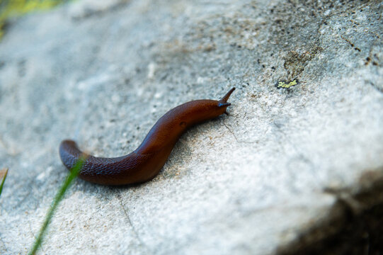 Brown slug crawling on a grey rock