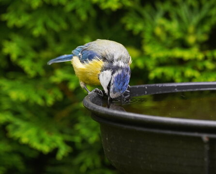 blue tit drinking in the garden