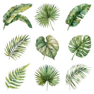 Tropical leaves botanical illustration  set png