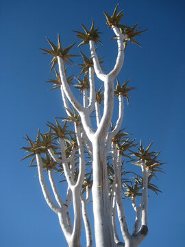 Low angle view of quiver tree branches against vivid blue sky in Namib desert