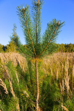 Young evergreen pine tree with fresh vibrant green needles stands tall in a sunlit meadow with golden autumn grass under a clear blue sky on a bright sunny day