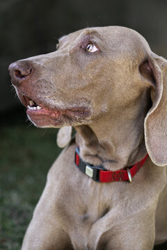Weimaraner dog portrait with red collar