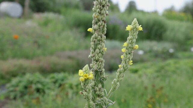 Close-up of tall, fuzzy green flower spikes bearing small yellow blossoms, photographed against a softly blurred garden background with copy space