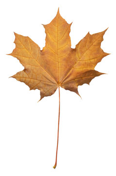 Single dry golden orange maple leaf with long stem showing detailed natural vein structure