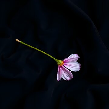 pink flower on black background