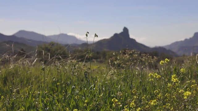 the roque nublo in gran canaria with spring flowers