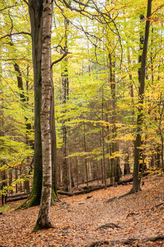 Beautiful autumn woodland dominated by European beech trees (Fagus sylvatica), with vibrant yellow foliage, fallen leaves and a scenic forest trail creating a tranquil nature background.