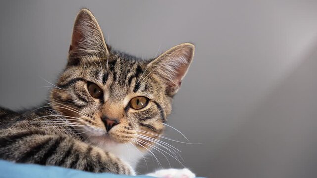 Close up portrait of a beautiful domestic tabby cat looking directly into camera. Cute funny kitten with big amber eyes, long whiskers and furry muzzle posing on a blue blanket at home, lovely cat. 