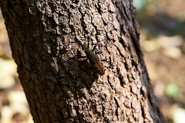 Fototapeta premium Longhorn beetle camouflaging on rough tree bark