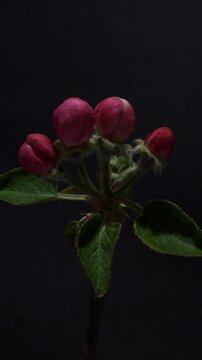 Apple Tree Blossoms Opening and Blooming in Time Lapse. Vertical format.