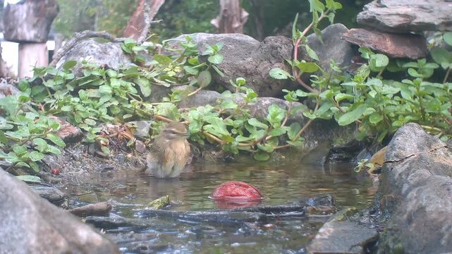 Zilpzalp badet (Phylloscopus collybita)