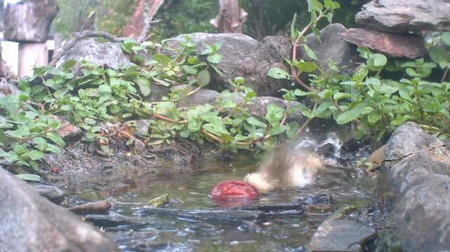 Zilpzalp badet (Phylloscopus collybita)