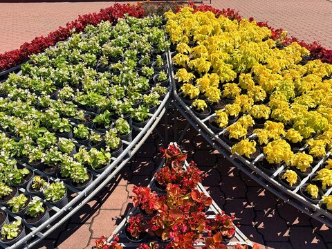 Beautiful urban flowerbed with blooming begonias,urban landscape design.