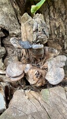Wild mushroom growing on old tree trunk, natural wood fungus © Herman