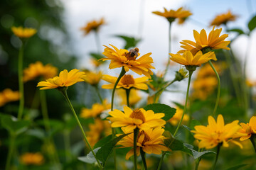 Obraz premium A magnificent, colorful garden landscape filled with various summer flowers; vibrant summer blooms;