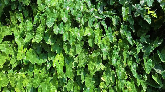 Dense green foliage wall creating lush natural background texture