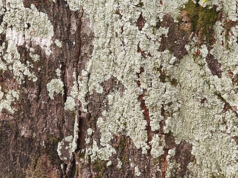 Macro closeup of weathered tree trunk covered with pale gray lichen patches creating natural organic texture.
