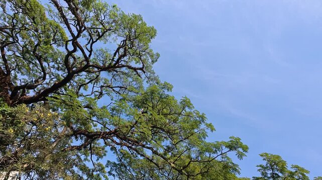 Blue sky framed by fresh green treetops and branches