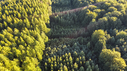Dense botanical forest canopy seen from above © AlexGo