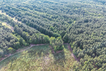 Fresh clean air and greenery in a healthy forest © AlexGo