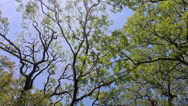 Spreading leafy tree canopy reaching across clear blue sky