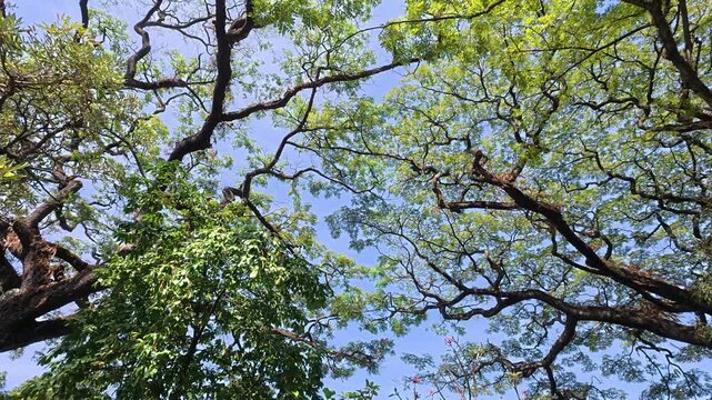 Mature tree branches forming leafy canopy against blue sky