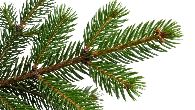 Green pine branch with needles and small buds, isolated on transparent background
