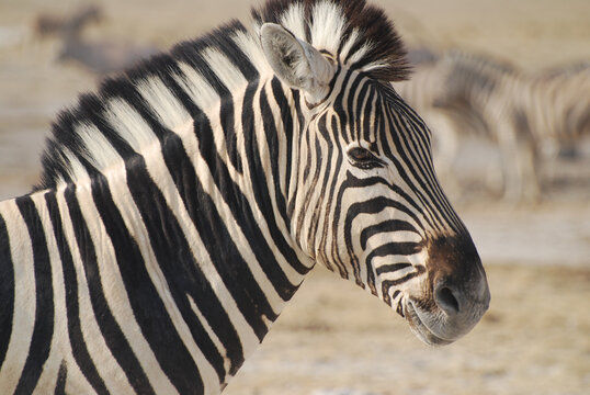 Close-up portrait of a zebra head showing black and white stripes in natural habitat