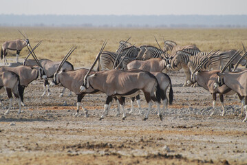 Single Gemsbok Oryx Standing in Arid African Desert Landscape © Janica