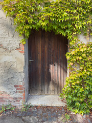 Obraz premium Old Wooden Door with Grapevine– Surreal Abstract Art Vertical