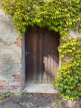 Old Wooden Door with Grapevine&ndash; Surreal Abstract Art Vertical