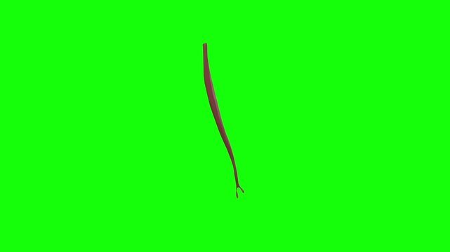 Humeral Head of Right Flexor Carpi Ulnaris Rotation Green Screen CC BY