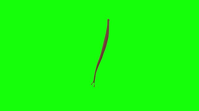 Humeral Head of Left Flexor Carpi Ulnaris Rotation Green Screen CC BY