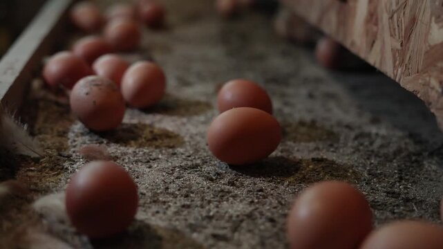 Brown eggs scattered across a rustic farm floor with natural bedding and wooden surroundings, evoking sustainable and eco-friendly poultry farming
