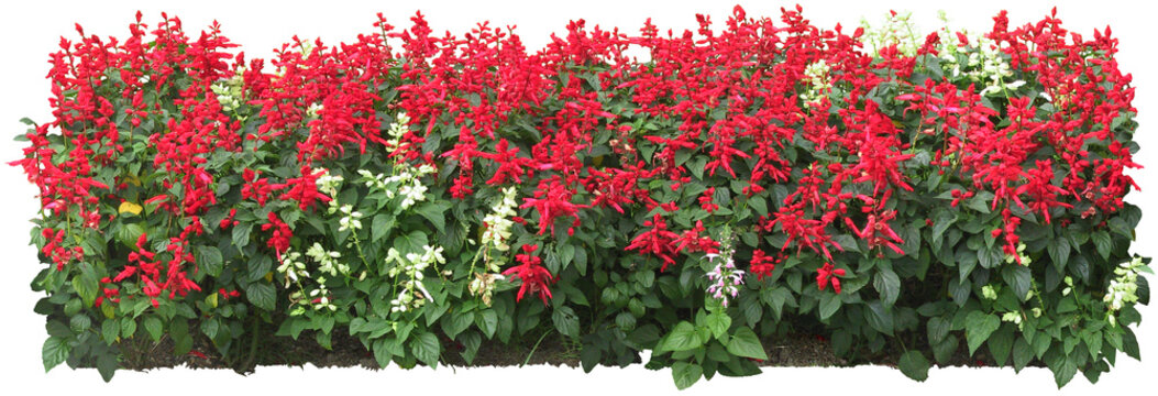  Schrub Furukawa Flower 03
