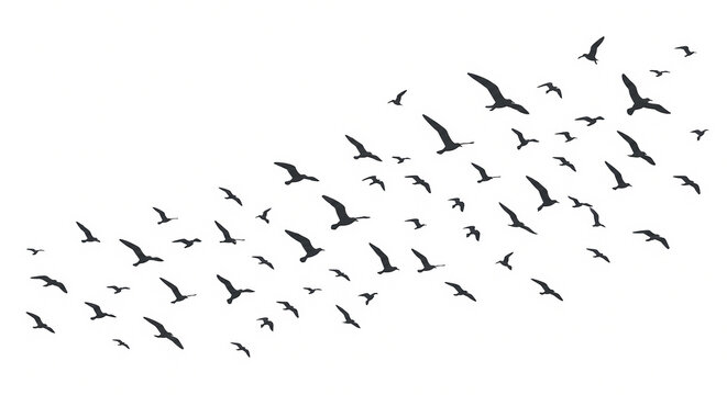 flock of seagulls flying in the air	