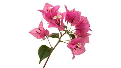 Fototapeta premium Branch of pink bougainvillea flowers blossom on dark background