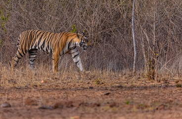 Fototapeta premium Tigress (Panthera tigris) walking in the jungle of panna.