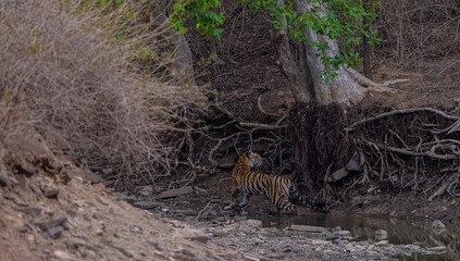 Tigress (Panthera tigris) walking in the jungle of panna.